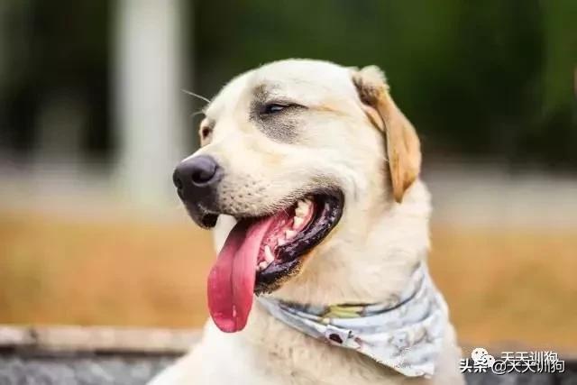 狗狗拉稀可以吃驱虫药吗,小狗吃驱虫药吐了怎么办