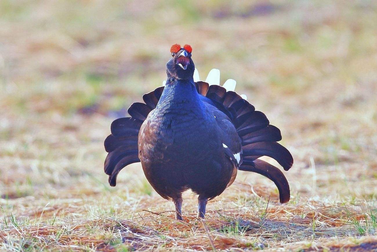 鸟类求偶成本,鸟类有哪些求偶方式呢