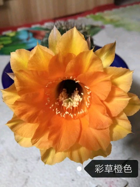 十个仙人球,最新30个仙人球品种