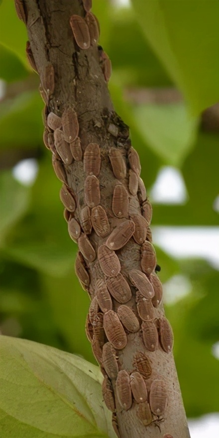 园林植物常见病虫害识别与防治,园林冬季病虫害防治