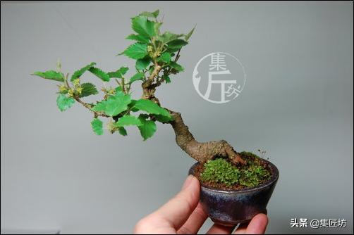 桑树下山盆景种植,桑树做盆景好吗