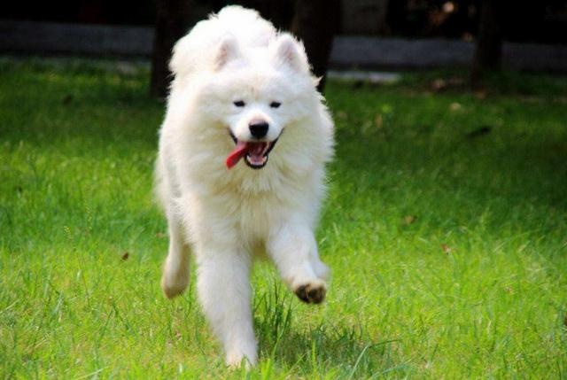 盘点宠物布偶猫,世界上最可爱的猫咪布偶猫