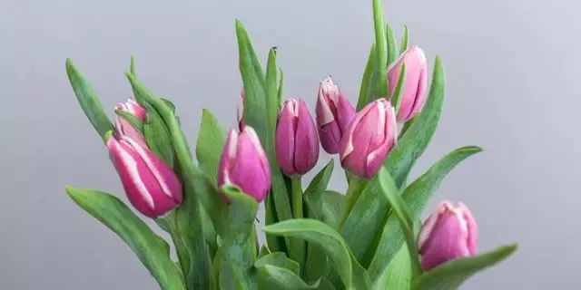 閮侀噾棣欑鐞冪殑鍏绘姢鏂规硶,姘村煿閮侀噾棣欏彂鑺藉悗鍏绘姢