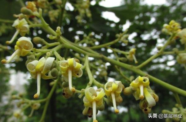 凤栖梧桐的梧桐树长什么样,凤栖梧桐真实来历