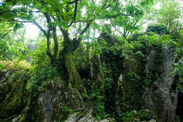 小平故里到华蓥山花海人家要多远,广安华蓥山小平故里