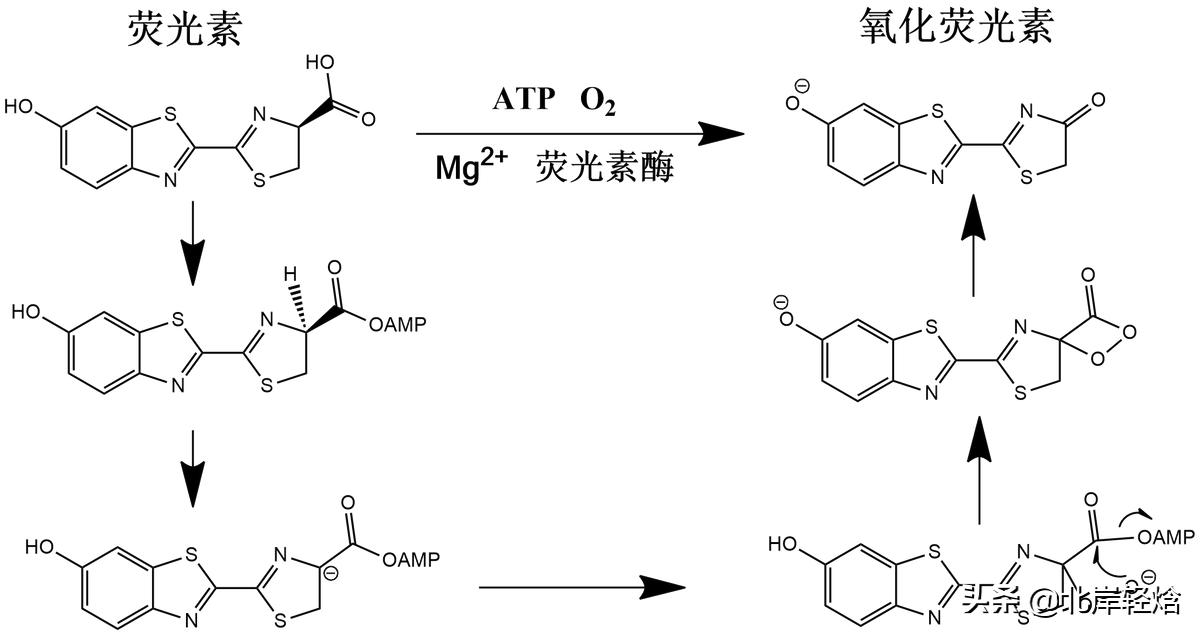 萤火虫发光原理,萤火虫的发光原理实验