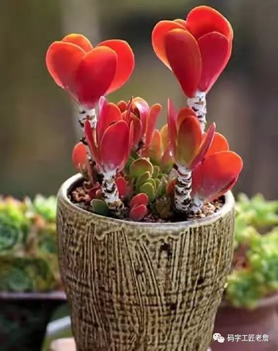 北京新发地花卉创意园,北京城南创意花卉园