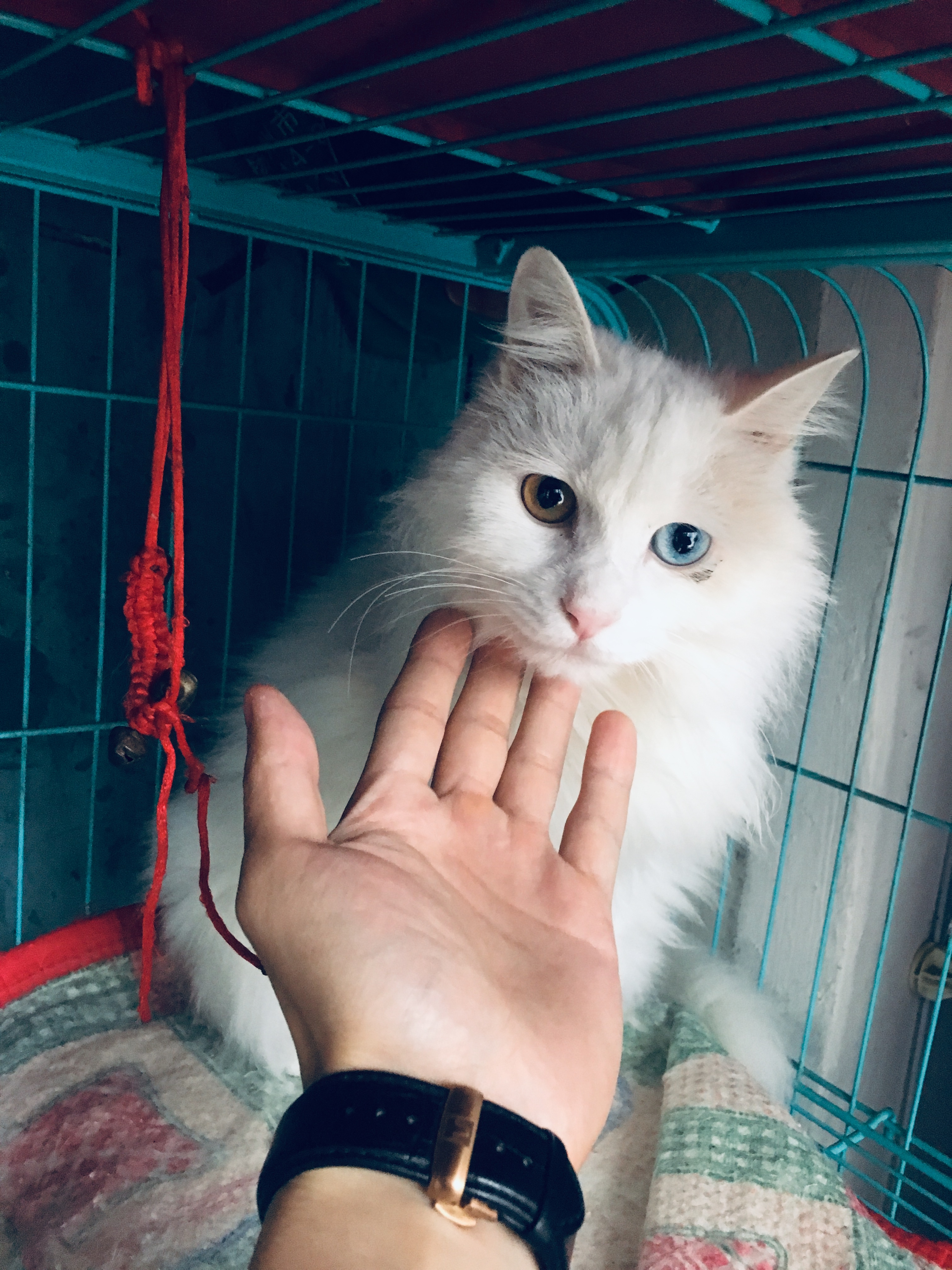 三月的扬州美景如画,烟花三月下扬州看遍扬州美景