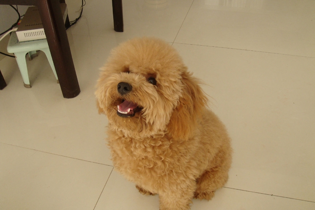 泰迪犬吐黄色泡沫水是为什么,泰迪犬吐血水是咋回事