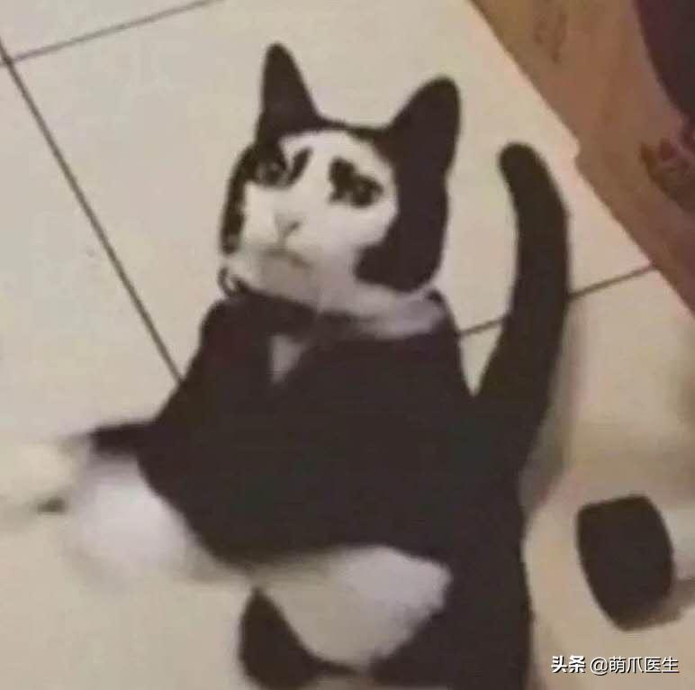 长得很潦草的一只猫,一只猫能有多潦草