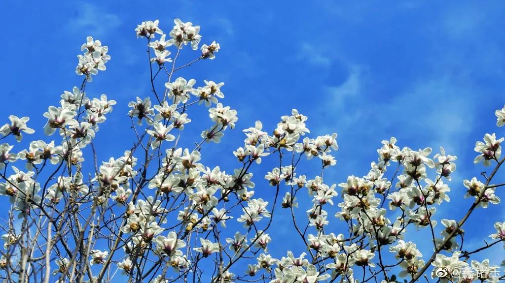 成都春游好去处周末 (成都周边周末春游推荐)