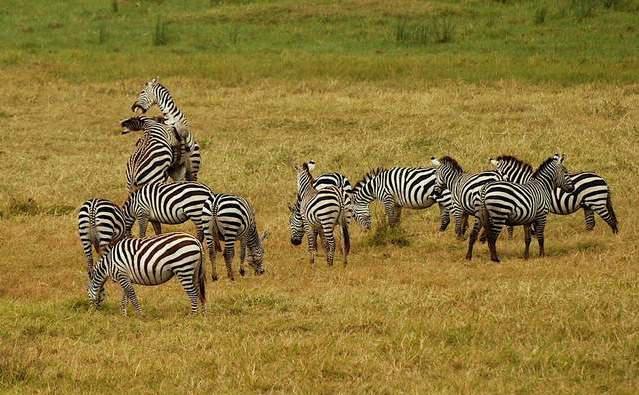 人类进化褪毛为什么留下了头发,人类为何褪去身上的皮毛