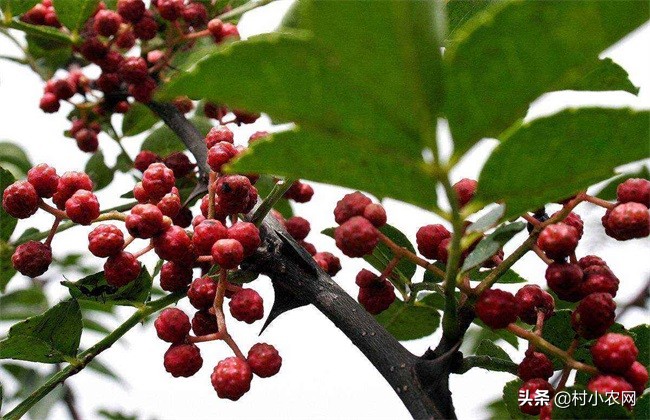 花椒采摘的最佳方法,农村的花椒树难种