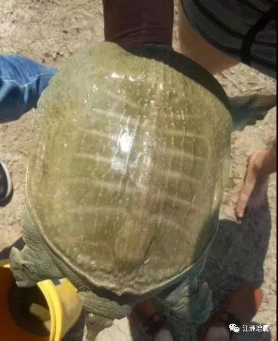 甲鱼红底病的防治方法,甲鱼红脖子病怎么治疗