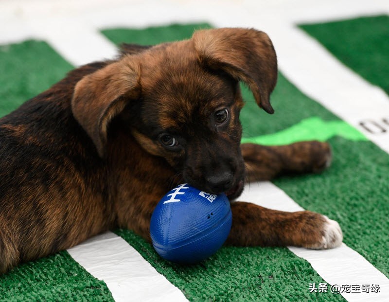 缇庡浗鐘被澶ц禌,缇庡浗鐙楃嫍姣旇禌缁艰壓