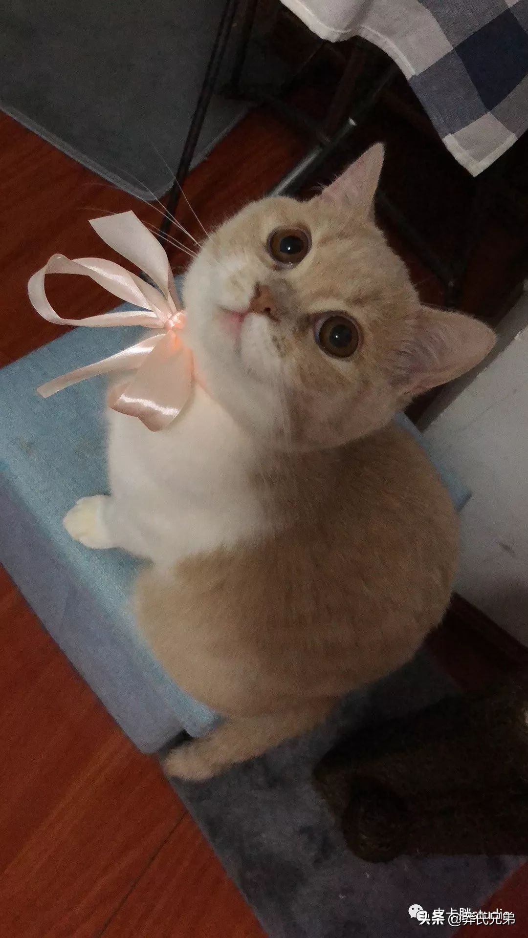 可爱小奶猫刚生出成长日记,一只小奶猫的成长过程