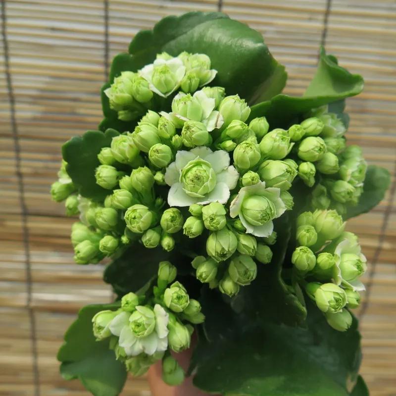 单瓣长寿花品种大全图,长寿花单瓣最好看的品种