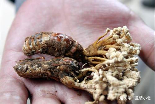 蝉花大山里的原生态野生药材,竹林里的珍稀中草药蝉花