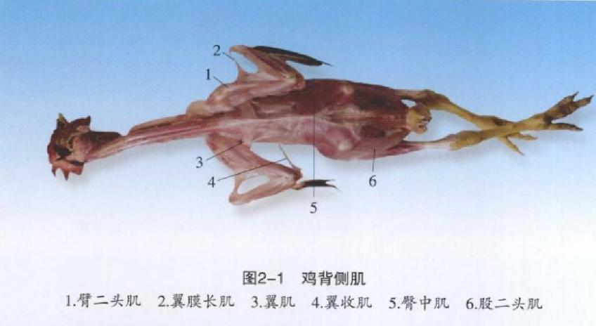 「技术」手把手教你解剖鸡确诊鸡病，超详细解剖步骤