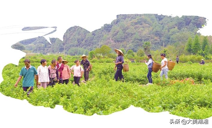 永顺县莓茶产业发展调查与思考,关于张家界莓茶产业发展