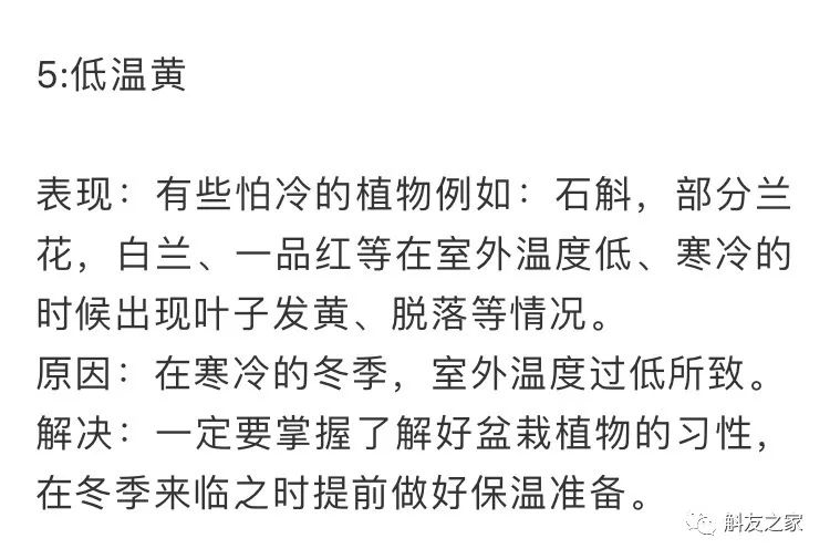 秋石斛兰叶黄了,石斛兰叶子黑尖