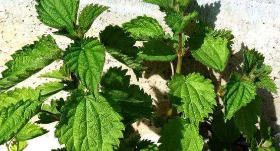 头发油腻稀疏的补救方法,头发油显得头发稀疏怎么办