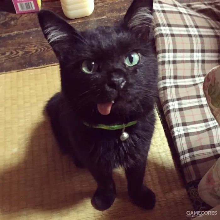 吐舌头的猫是有病吗,吐舌头的喵星人