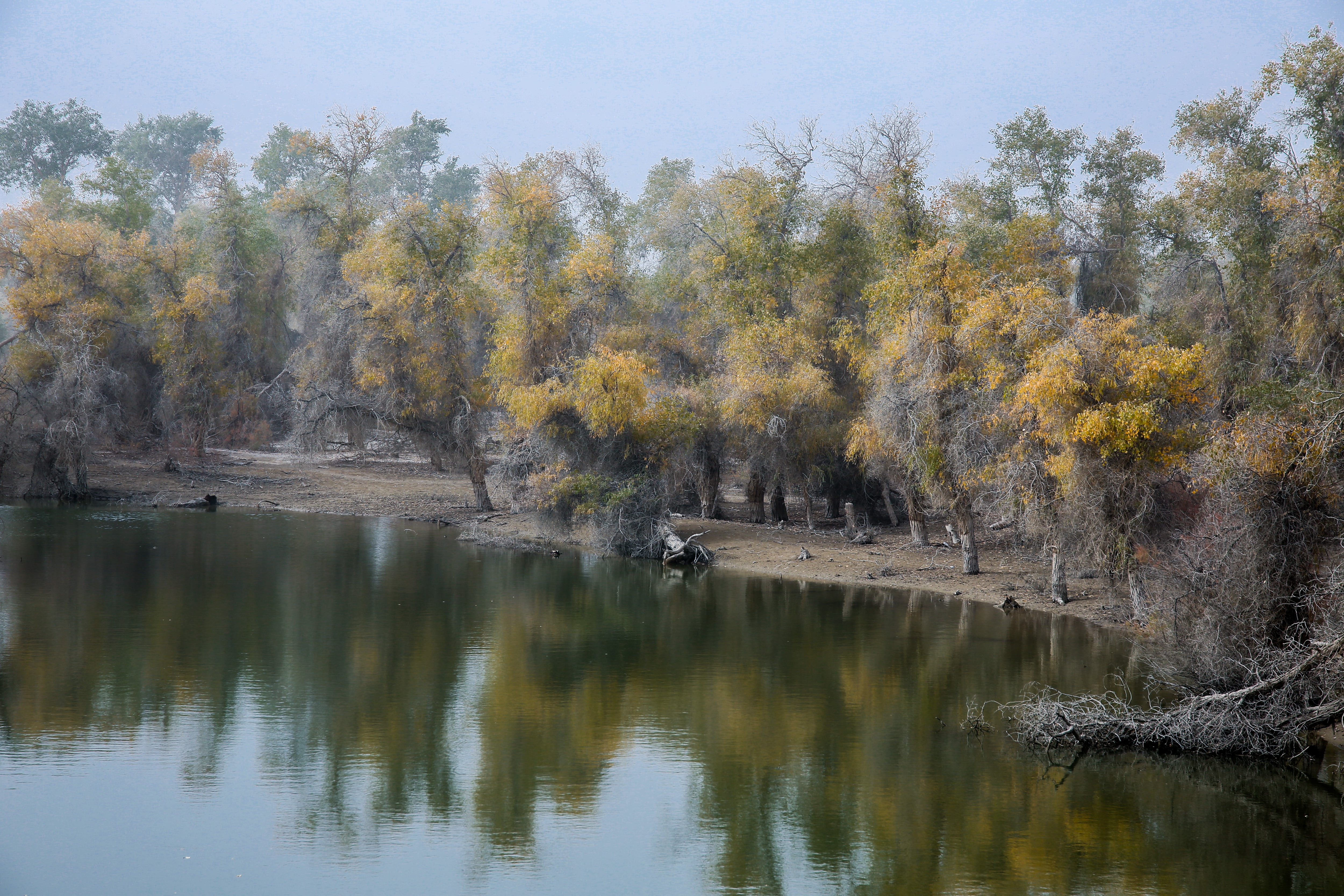 沙雅冬天的胡杨,沙雅胡杨秋天