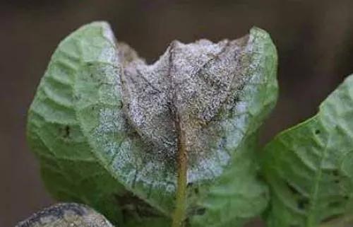 马铃薯的地下害虫有哪些,马铃薯种植技术及病虫害防治