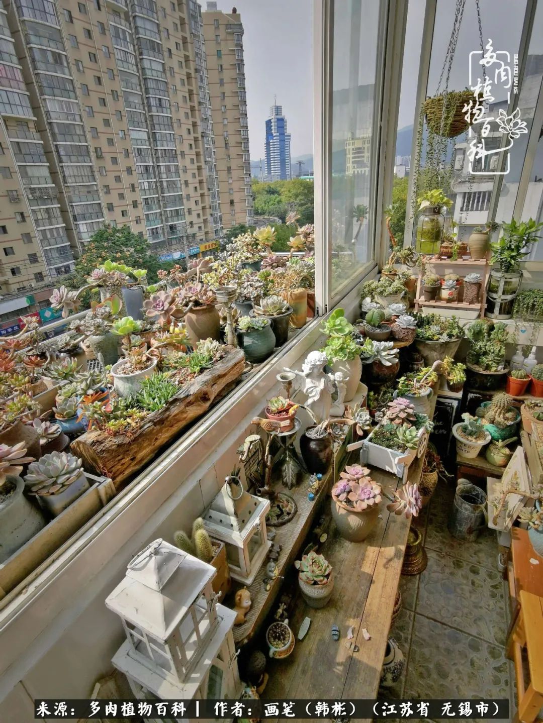 阳台多肉花园简直美翻了,适合男生养的多肉