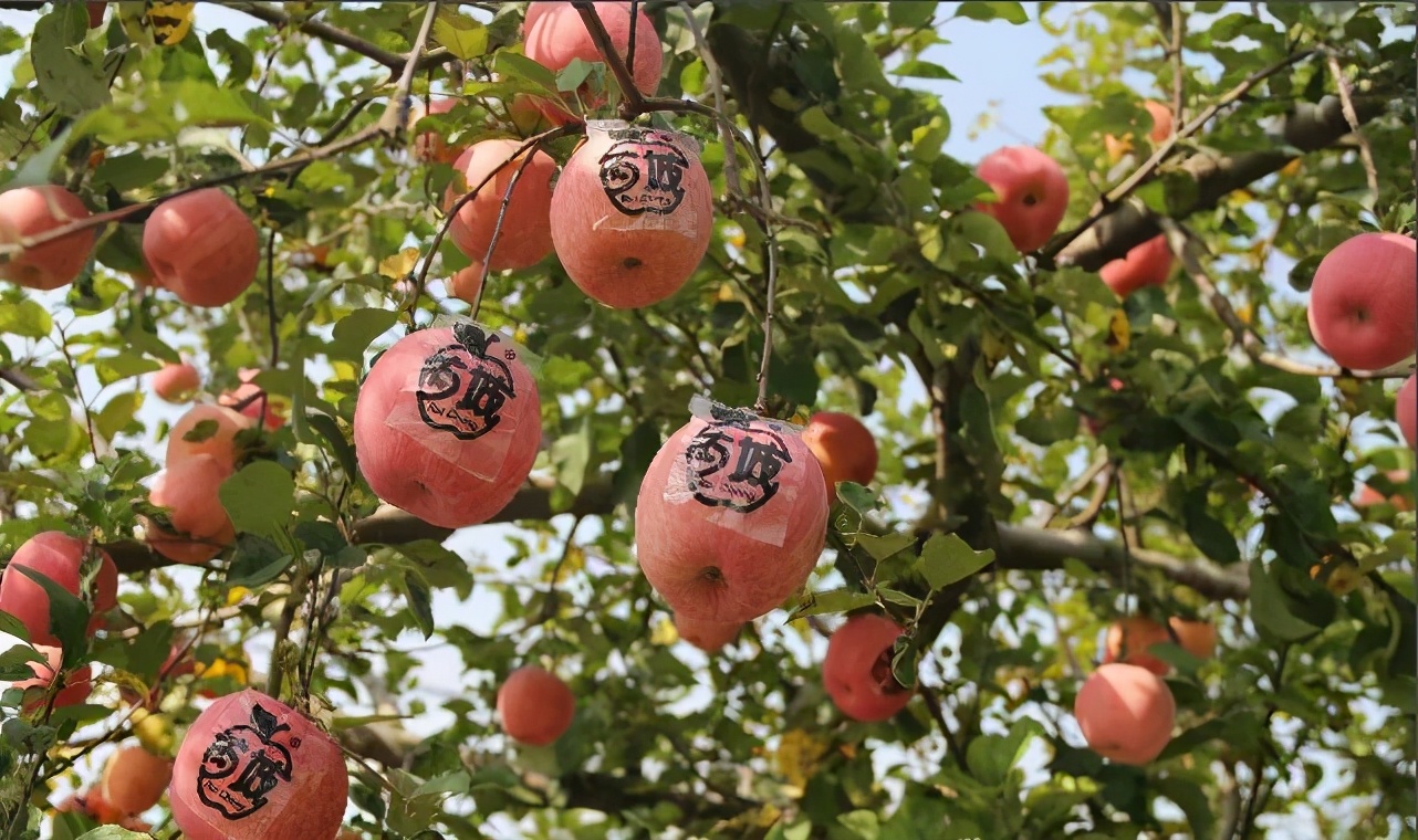 苹果正红景正美!在最甜的时候看最美的运城!