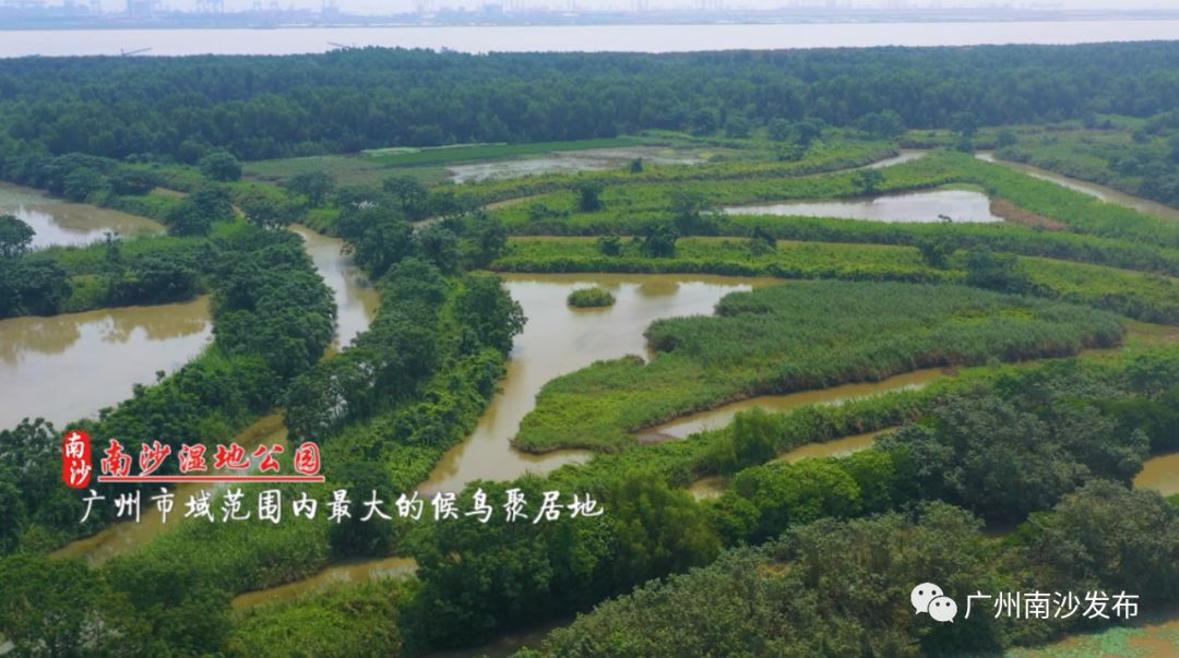 南沙真的美,南沙以后到底会怎么样