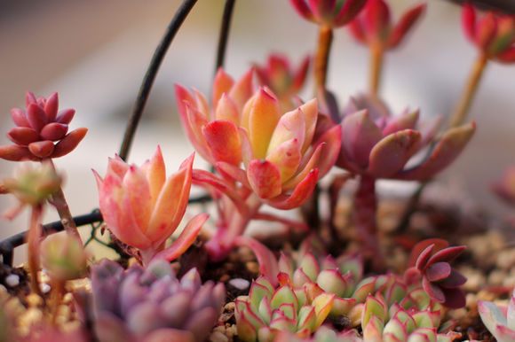 鑺辨埧濮戝澶氳倝閰嶅湡,鑺辨埧濮戝鐜夐湶澶氳倝