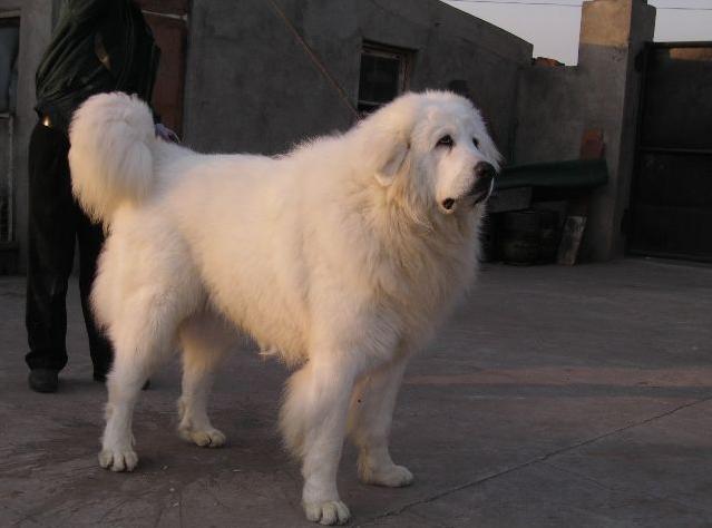 十种最好养的狗狗优缺点,外表凶猛内在温柔的狗狗