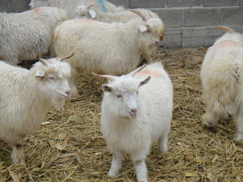 羊瘦弱的原因和解决方法,羊吃不下东西怎么办最有效的方法