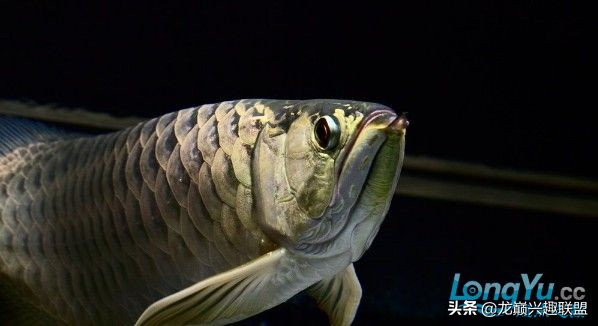 龙鱼受惊后关灯静养还是开灯,龙鱼刚到家应该开灯还是关灯静养