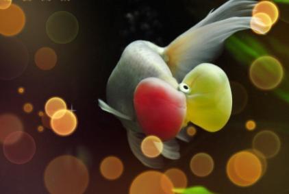 宠物金鱼最好养十大排名,宠物金鱼种类及图片大全大图