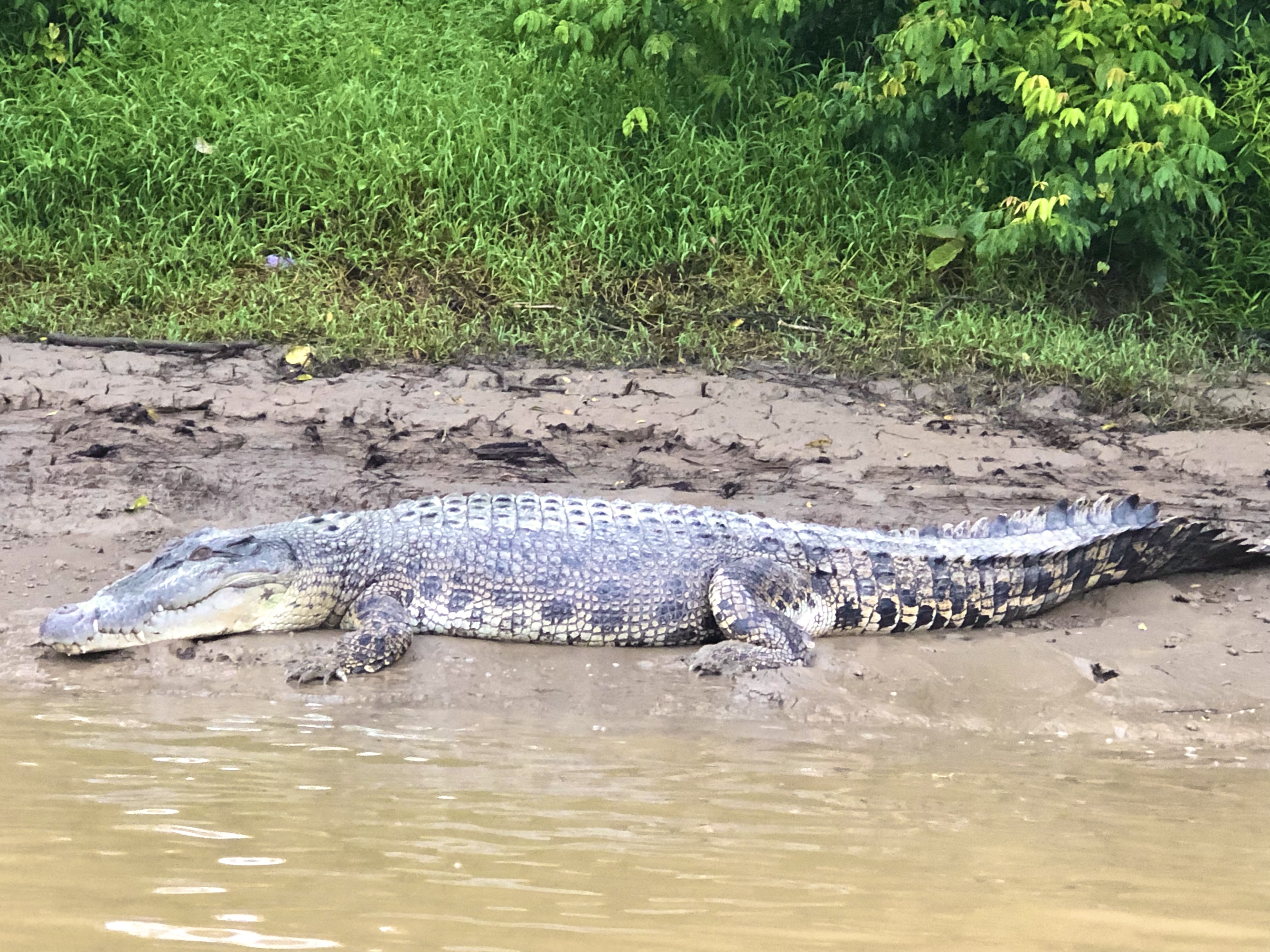 世界第一湾鳄,野性婆罗洲介绍