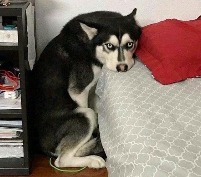 狗狗最近这几天老是藏起来,狗狗为什么总是藏沙发底下