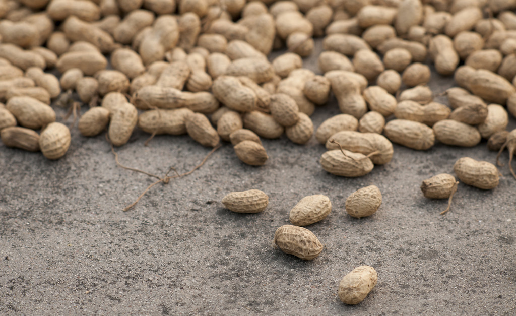 花生霉变能吃吗,霉变的花生做肥料怎么处理