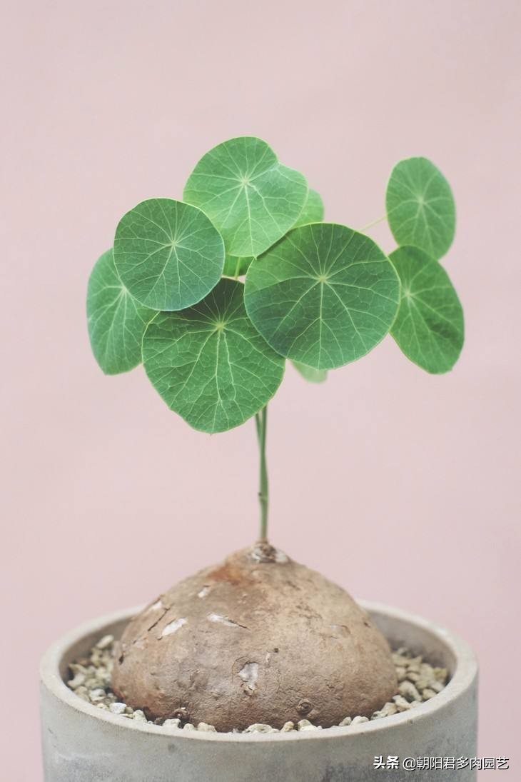 多肉乌龟一般养多久才长大,多肉新宠山乌龟