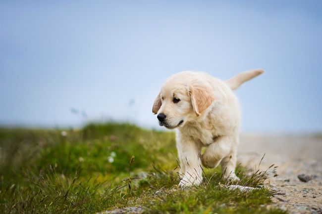 金毛牙龈肿痛用什么药,金毛牙龈出血怎么回事