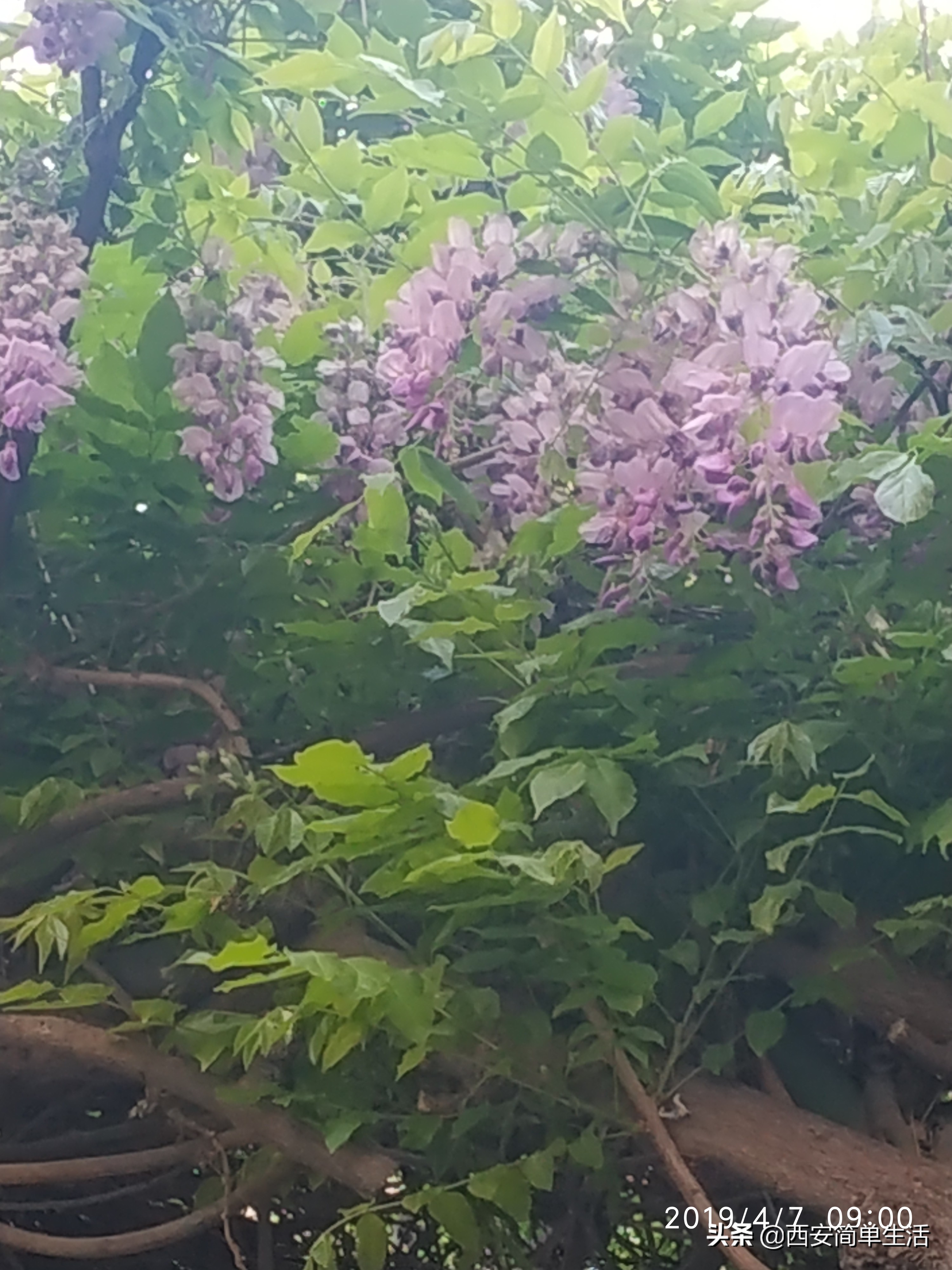 紫藤花一帘幽梦在哪里,紫藤花开如一帘幽梦