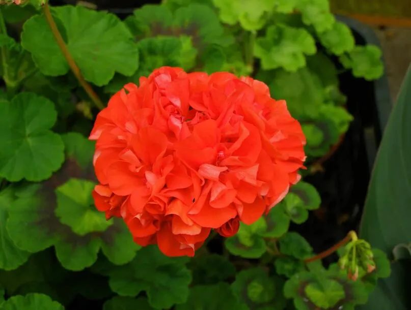 这种花别乱浇水水越多越不开花,这种花不怕冷好养易活