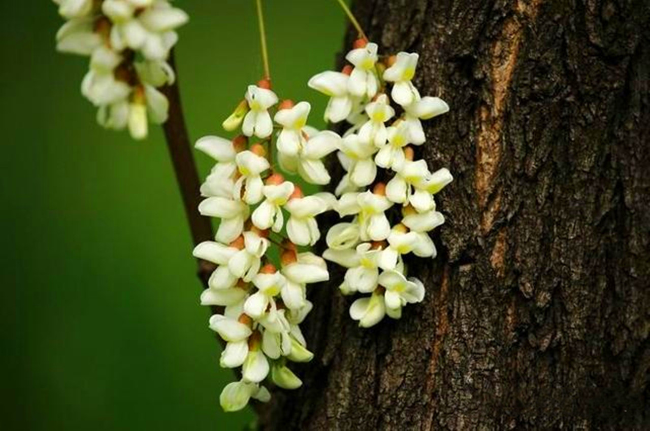 五月槐花香有什么吃法,冷冻洋槐花怎么吃最好吃呢