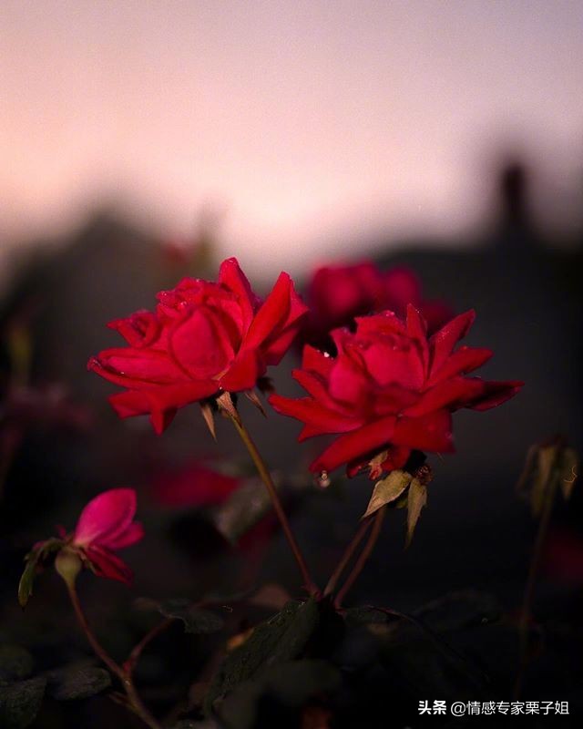 情感咨询|栗子姐每日情感问答（0307）