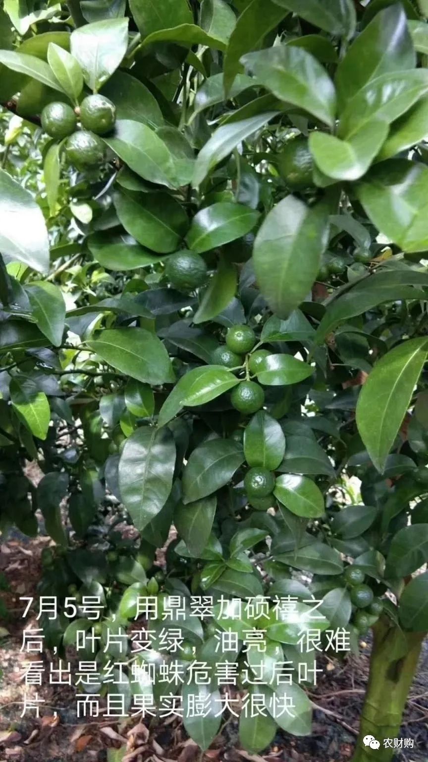 柑橘果的处理方法,柑橘大小果有办法补救吗