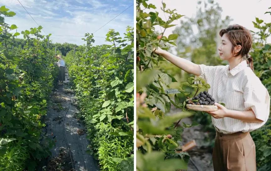 最会说情话的人全集,最会说情话的人