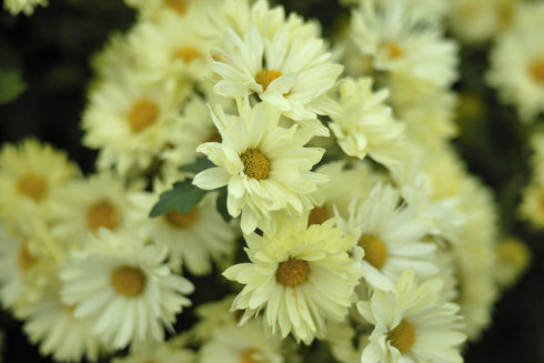 中考满分作文托物言志,中考作文之黄金五原则