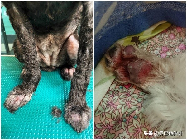狗狗趾间炎肿得特别厉害怎么办,狗一直舔脚发炎了怎么办